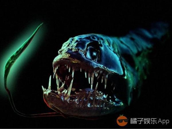 深海龍魚存在嗎