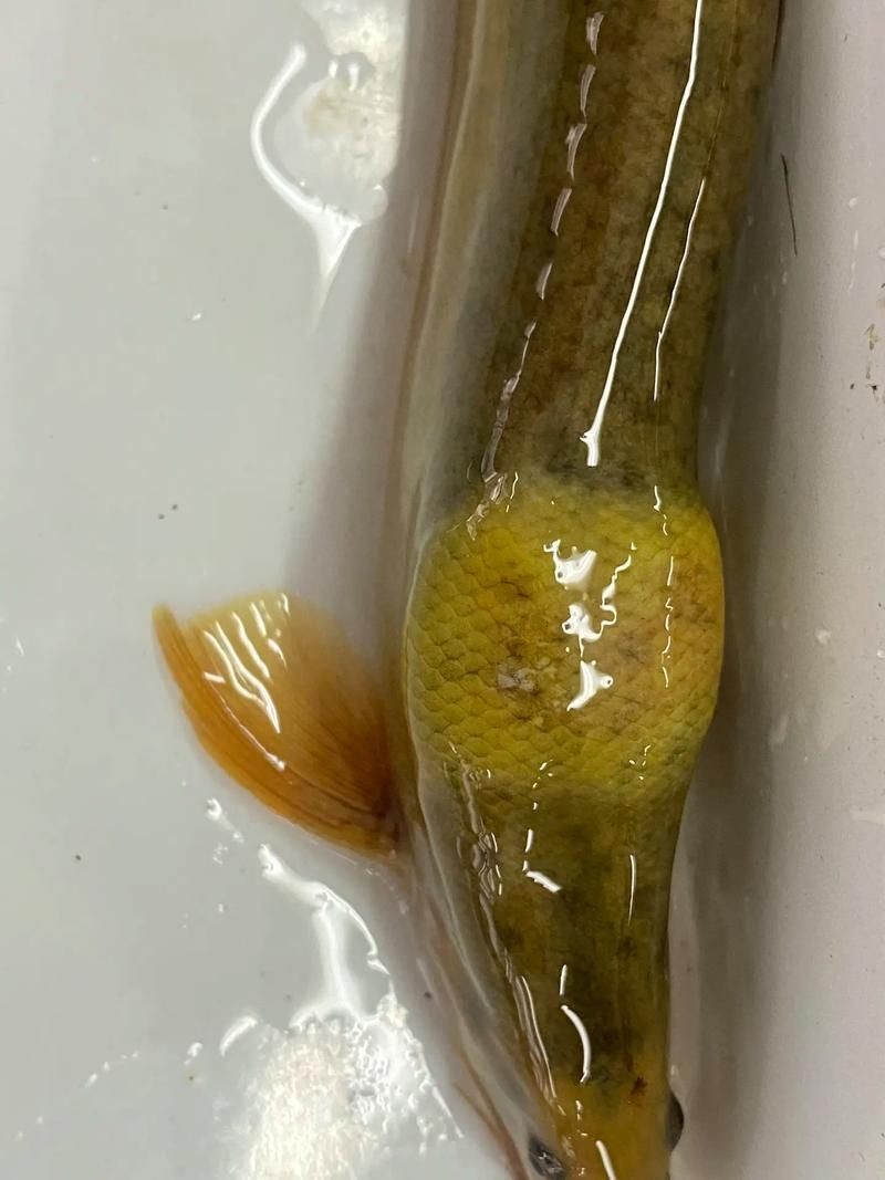 豎鱗病圖片