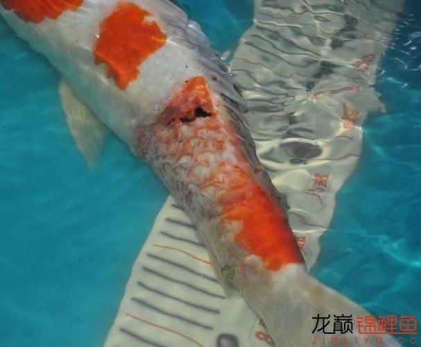 豎鱗病圖片