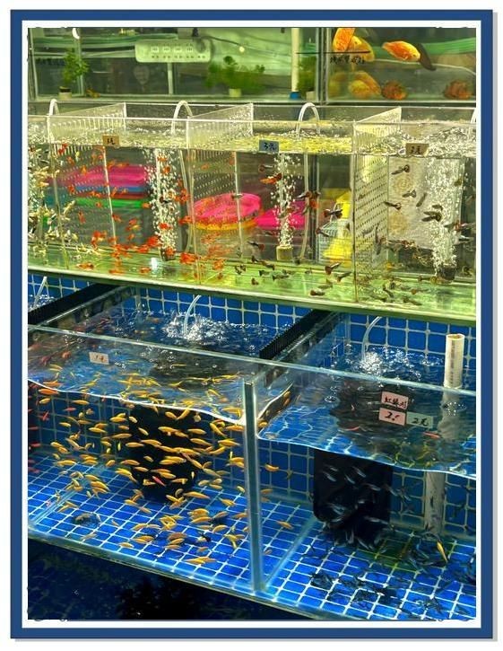 嘉興水族館