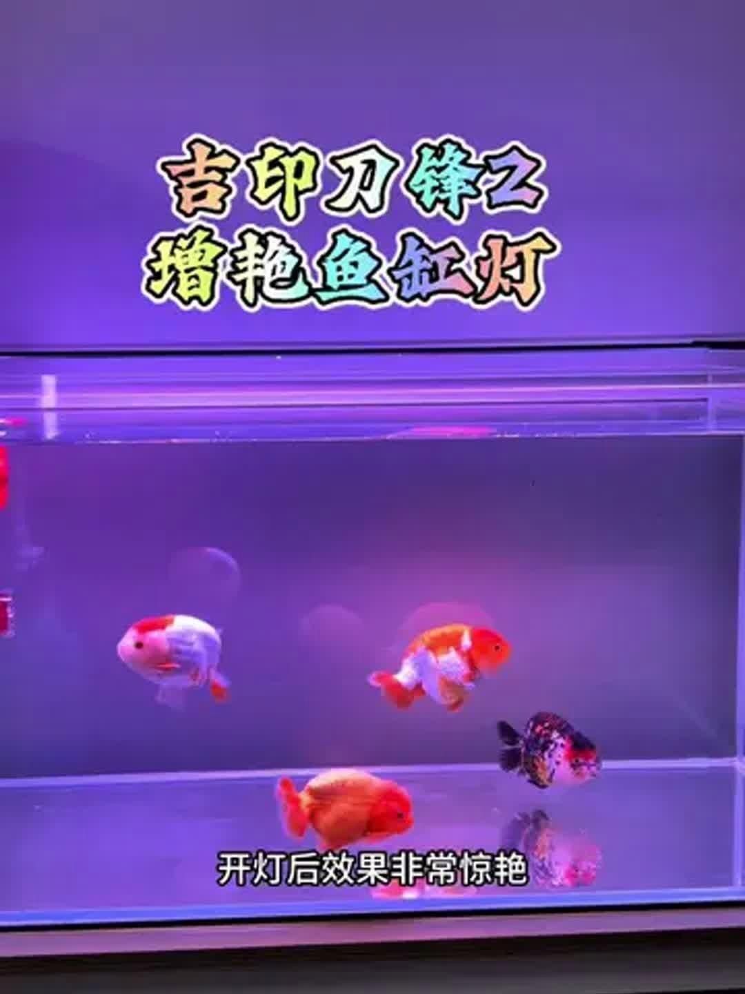 吉印水草燈最建議買的三個顏色