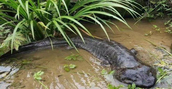 國家一二級保護野生魚類大全