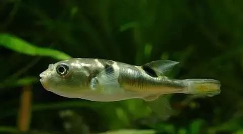 河豚是淡水魚(yú)還是海水魚(yú)