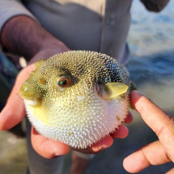 河豚是淡水魚(yú)還是海水魚(yú)