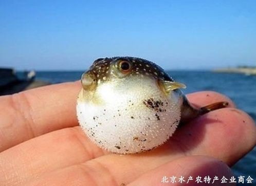 河豚是淡水魚(yú)還是海水魚(yú)