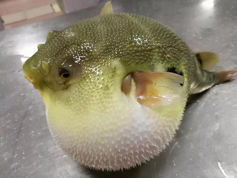 河豚是淡水魚(yú)還是海水魚(yú)