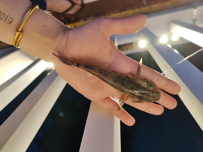 巨型蝦虎魚圖片 巨型蝦虎魚圖片 龍魚百科 第1張