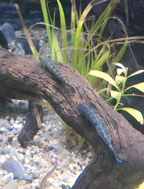 巨型蝦虎魚圖片 巨型蝦虎魚圖片 龍魚百科 第17張