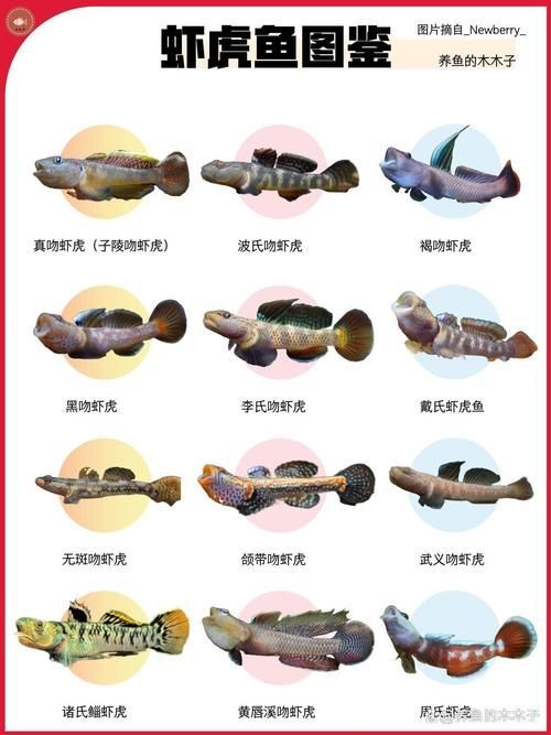 巨型蝦虎魚圖片 巨型蝦虎魚圖片 龍魚百科 第14張