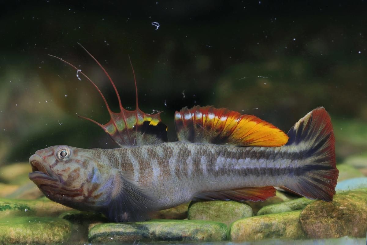 巨型蝦虎魚圖片 巨型蝦虎魚圖片 龍魚百科 第15張