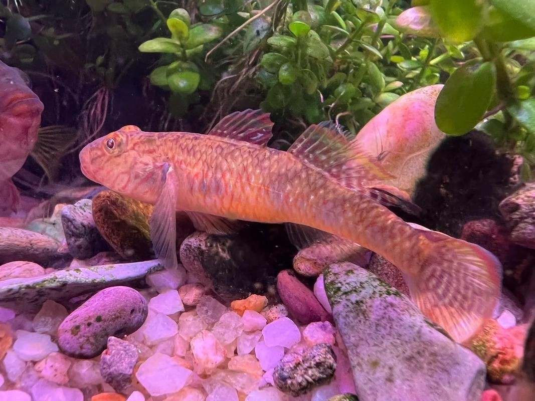 巨型蝦虎魚圖片 巨型蝦虎魚圖片 龍魚百科 第5張