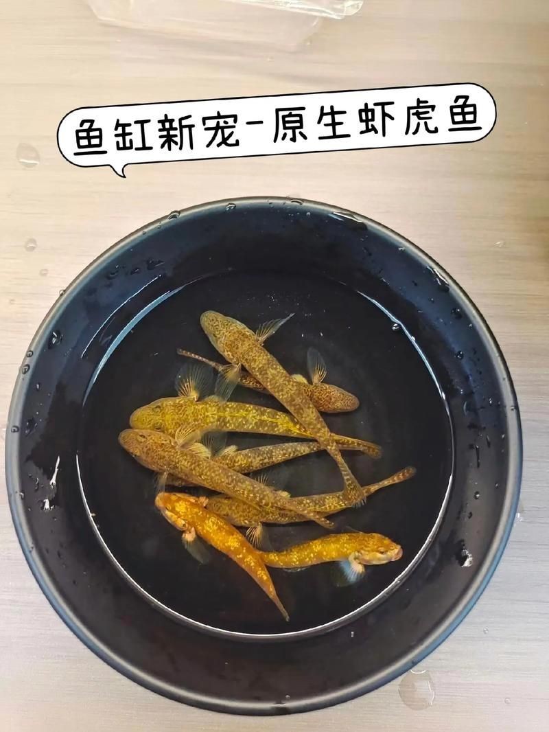 巨型蝦虎魚圖片 巨型蝦虎魚圖片 龍魚百科 第12張