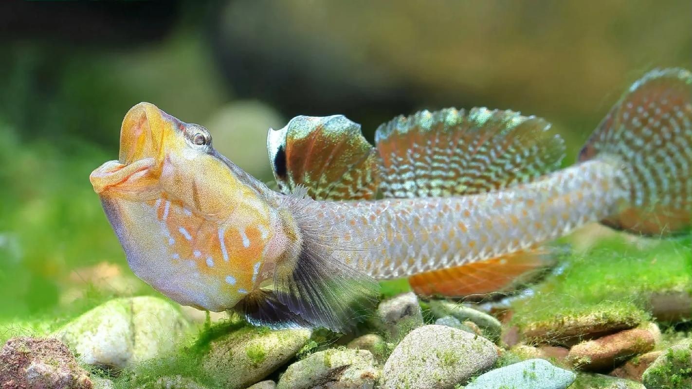巨型蝦虎魚圖片 巨型蝦虎魚圖片 龍魚百科 第19張