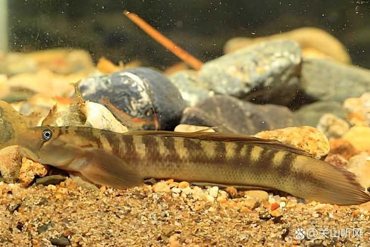 巨型蝦虎魚圖片 巨型蝦虎魚圖片 龍魚百科 第21張