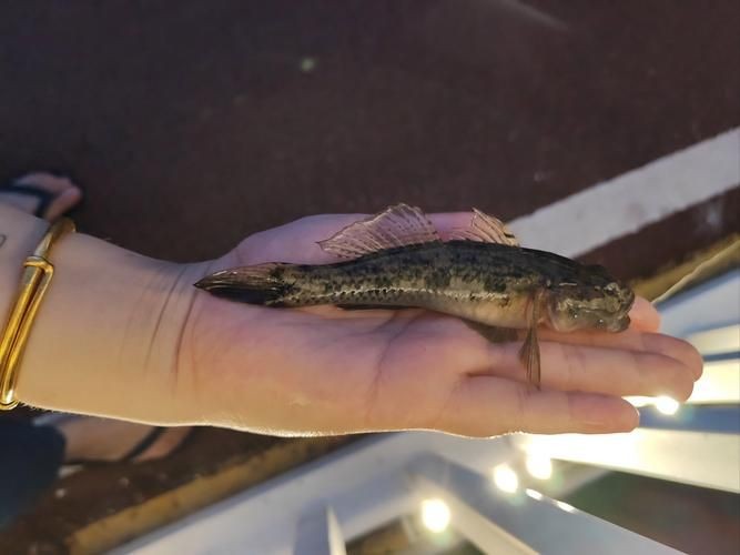 巨型蝦虎魚圖片 巨型蝦虎魚圖片 龍魚百科 第2張