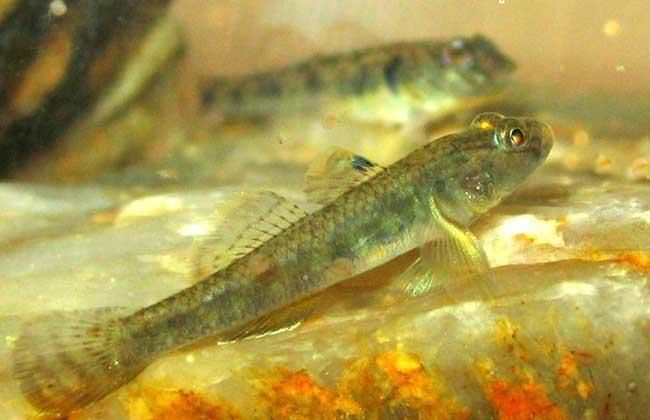 巨型蝦虎魚圖片 巨型蝦虎魚圖片 龍魚百科 第20張