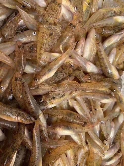 巨型蝦虎魚圖片 巨型蝦虎魚圖片 龍魚百科 第3張