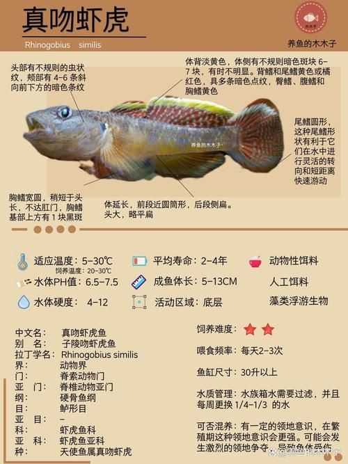 巨型蝦虎魚圖片 巨型蝦虎魚圖片 龍魚百科 第23張