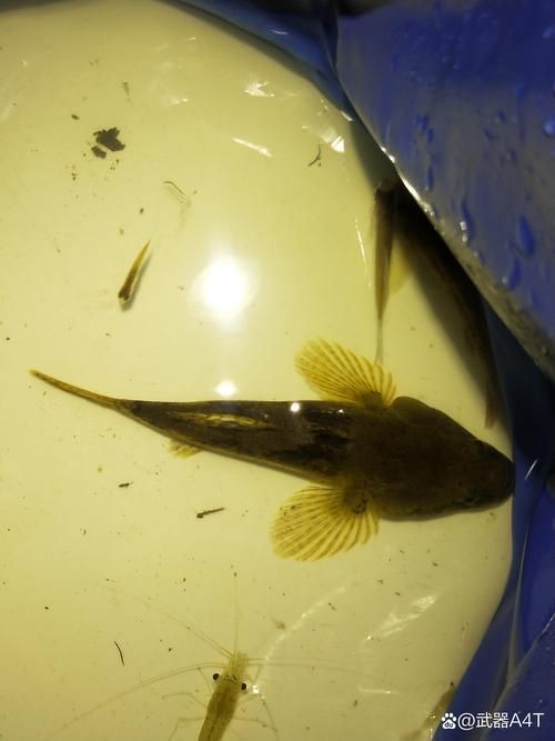 巨型蝦虎魚圖片 巨型蝦虎魚圖片 龍魚百科 第4張
