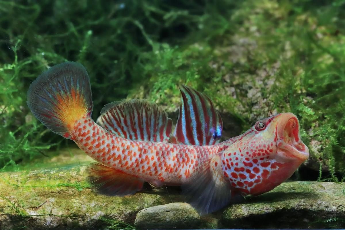 巨型蝦虎魚圖片 巨型蝦虎魚圖片 龍魚百科 第9張