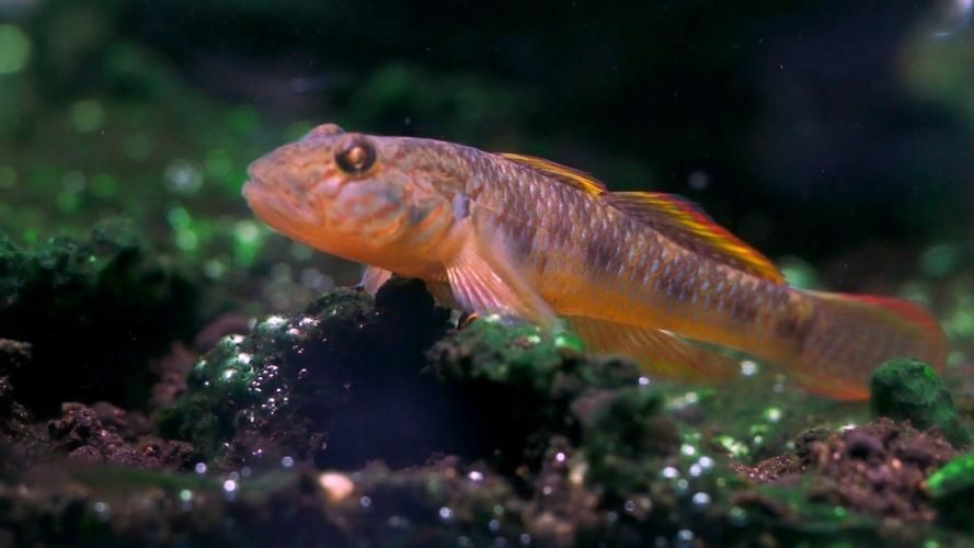 巨型蝦虎魚圖片 巨型蝦虎魚圖片 龍魚百科 第13張