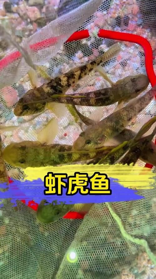 巨型蝦虎魚圖片 巨型蝦虎魚圖片 龍魚百科 第18張