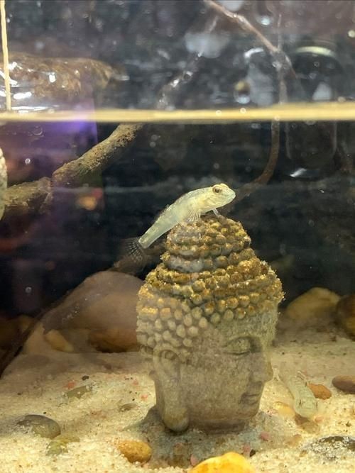巨型蝦虎魚圖片 巨型蝦虎魚圖片 龍魚百科 第22張