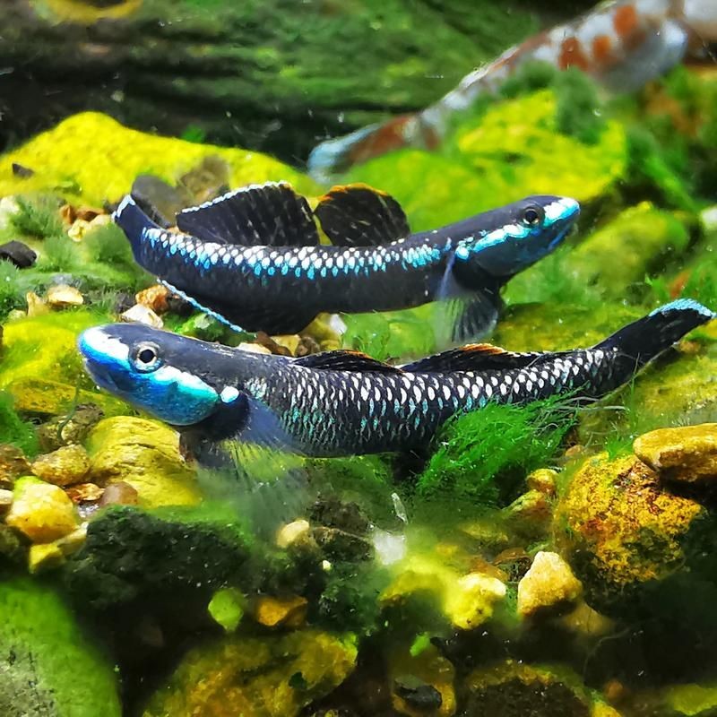 巨型蝦虎魚圖片 巨型蝦虎魚圖片 龍魚百科 第10張