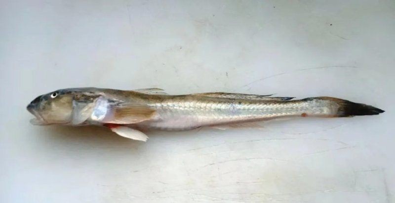 巨型蝦虎魚圖片 巨型蝦虎魚圖片 龍魚百科 第29張