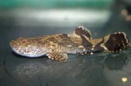 巨型蝦虎魚圖片 巨型蝦虎魚圖片 龍魚百科 第31張