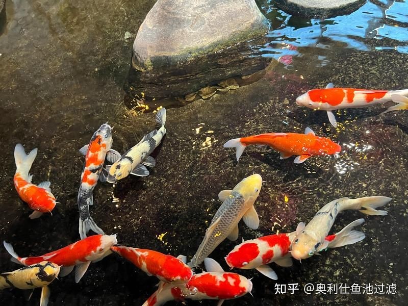 家用養(yǎng)魚(yú)循環(huán)過(guò)濾水泵 家用養(yǎng)魚(yú)循環(huán)過(guò)濾水泵 龍魚(yú)論壇 第8張