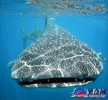 巨魾魚
