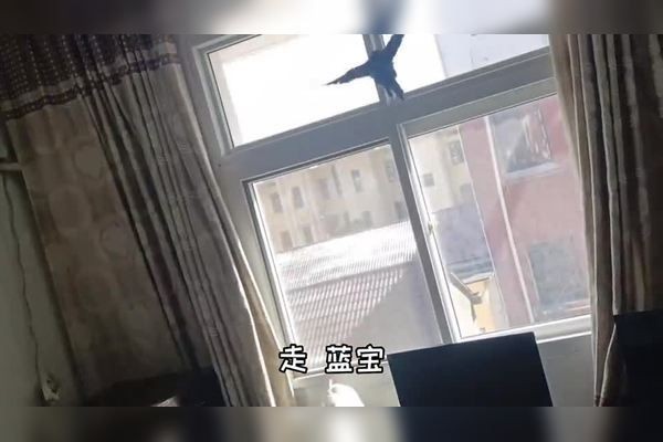 高背紅龍魚發色需要多長時間：高背紅龍魚發色需要多長時間？