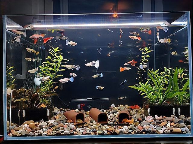 活性炭魚缸濾材料