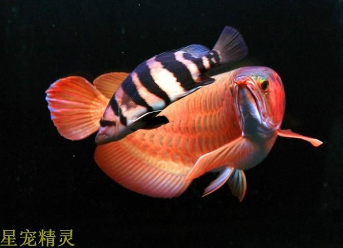 星點(diǎn)龍魚是風(fēng)水魚嗎