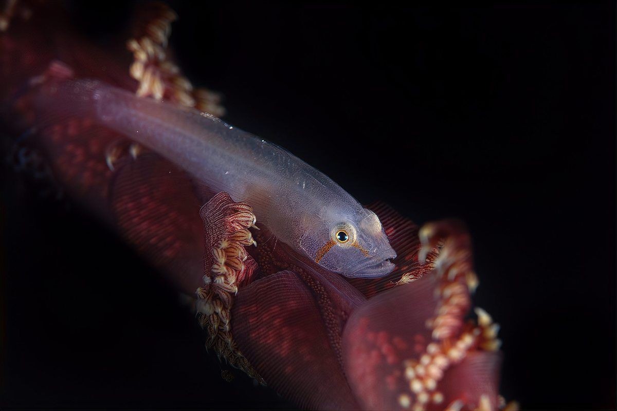 彩虹雷龍魚能長多少厘米