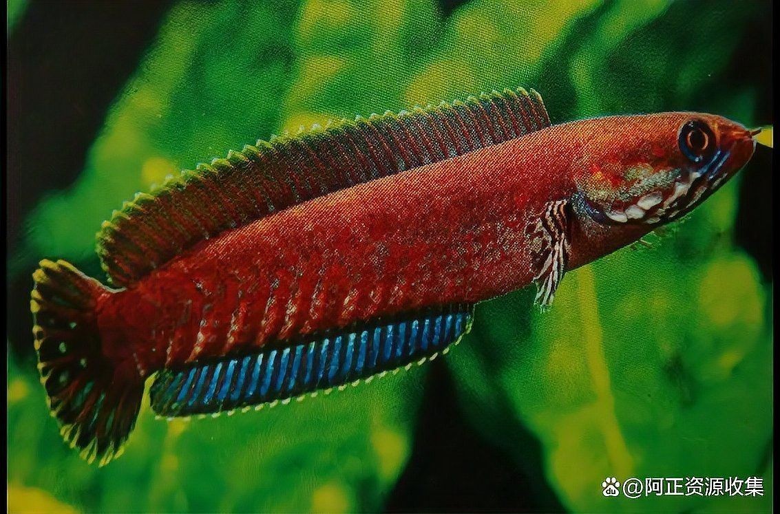 彩虹雷龍魚能長多少厘米