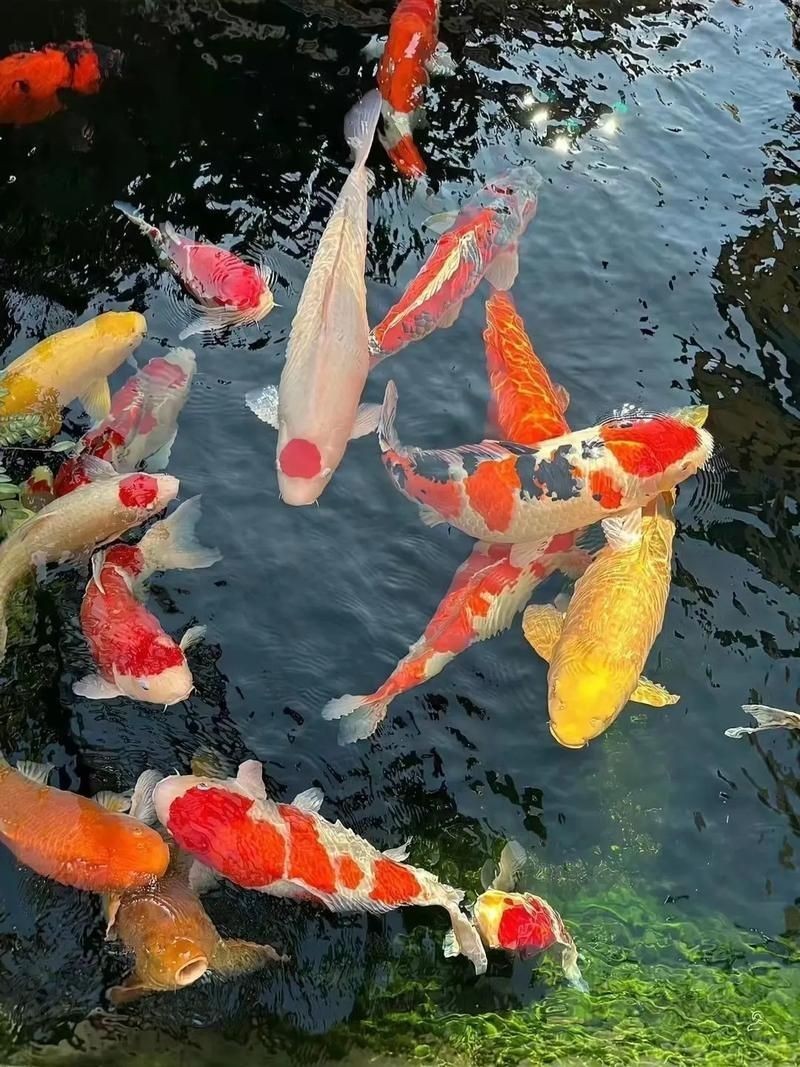 精品錦鯉圖片