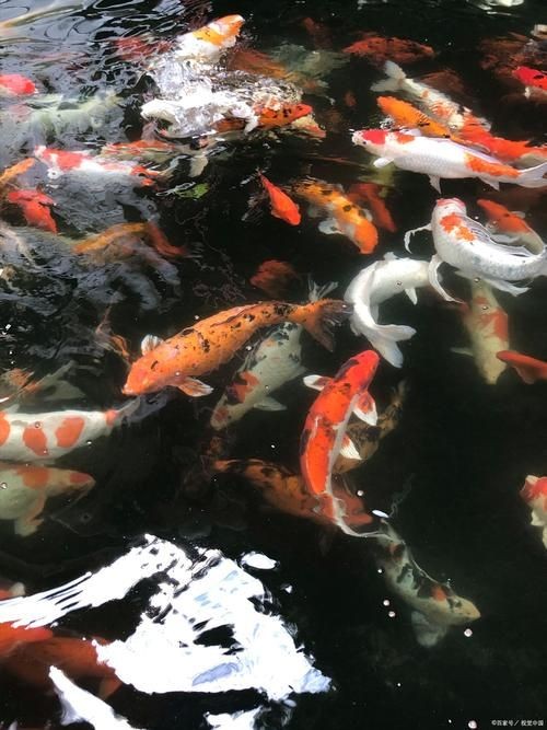 精品錦鯉圖片