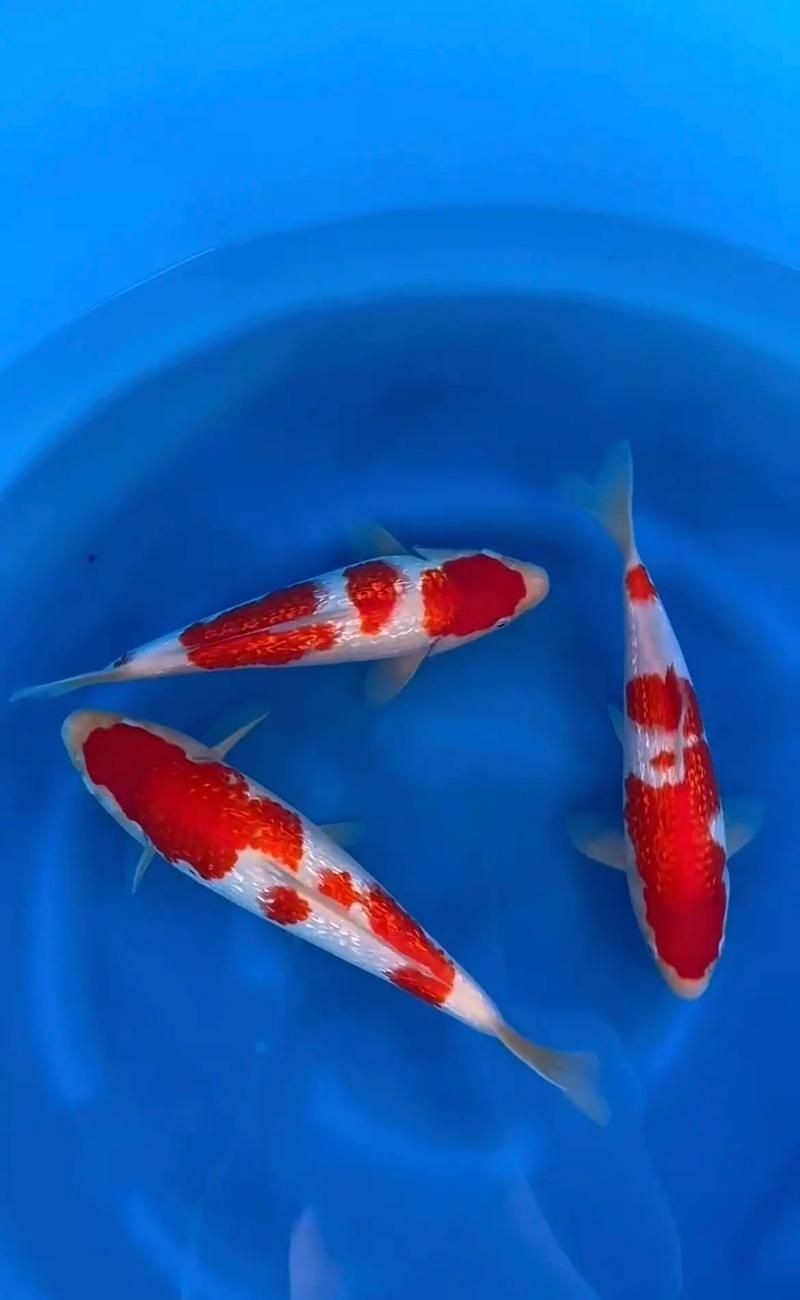 精品錦鯉圖片
