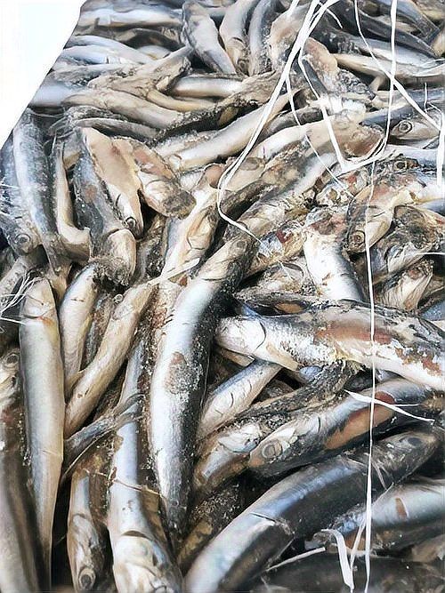 海丁魚(yú)是什么魚(yú)