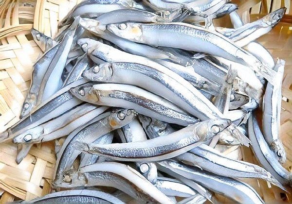 海丁魚(yú)是什么魚(yú)