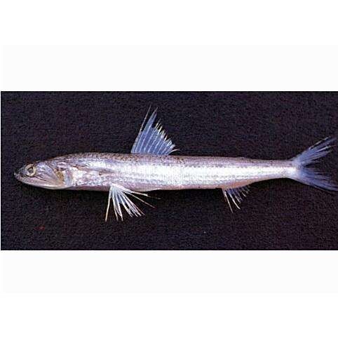 海丁魚(yú)是什么魚(yú)