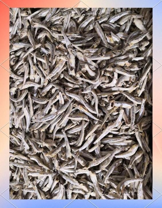 海丁魚(yú)是什么魚(yú)