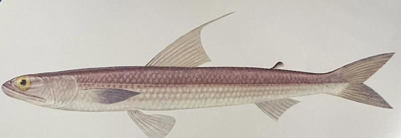 海丁魚(yú)是什么魚(yú)