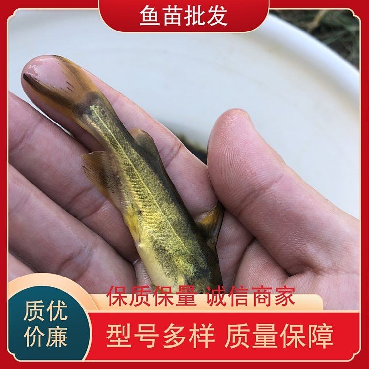 桂魚苗批發價格