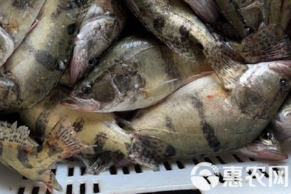 桂魚苗批發價格