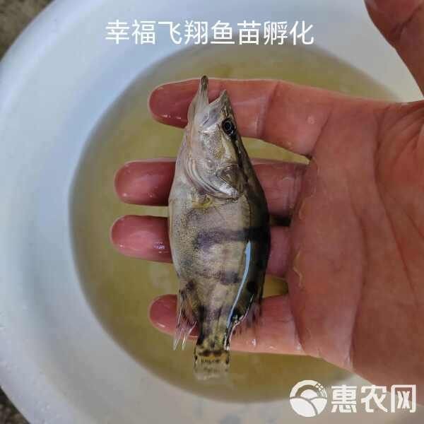 桂魚苗批發價格