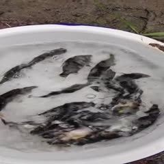 桂魚苗批發價格