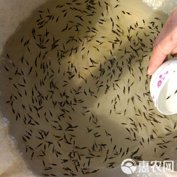 桂魚苗批發價格
